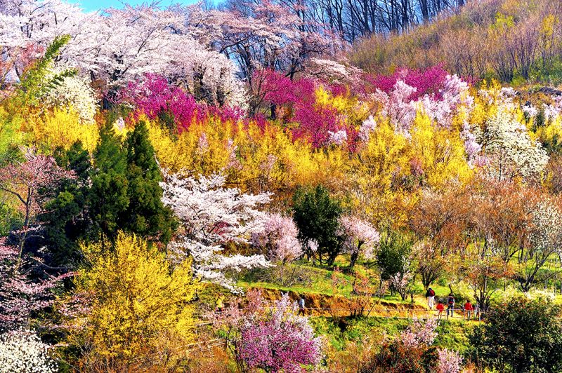 hoa khoe sắc tại công viên Hanamiyama